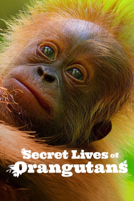 Secret Lives of Orangutans ชีวิตลับอุรังอุตัง (2024) ซับไทย Poster